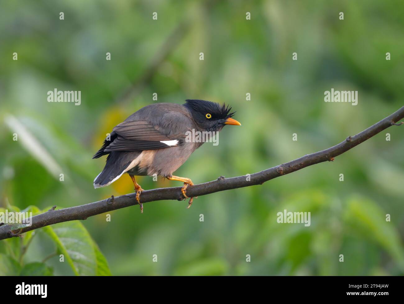 Dschungel-Myna ist eine Myna, ein Mitglied der Starenfamilie. Dieses Foto stammt aus Bangladesch. Stockfoto