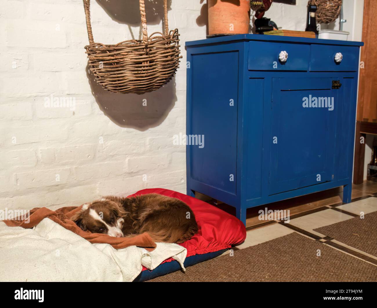 Ein kleiner brauner und weißer Mischlingerhund schläft auf einem roten Bett neben einem blauen Holzschrank und unter einem traditionellen Korb in einem Bauernhaus. Stockfoto