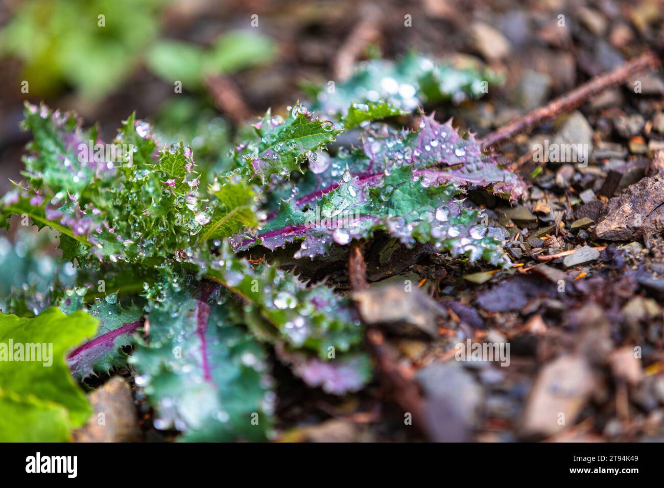 Eine Nahaufnahme frischer und lebendiger grüner Grasblätter, bedeckt mit glitzernden Morgentauropfen, die einen fesselnden und belebenden natürlichen Kompott erzeugen Stockfoto