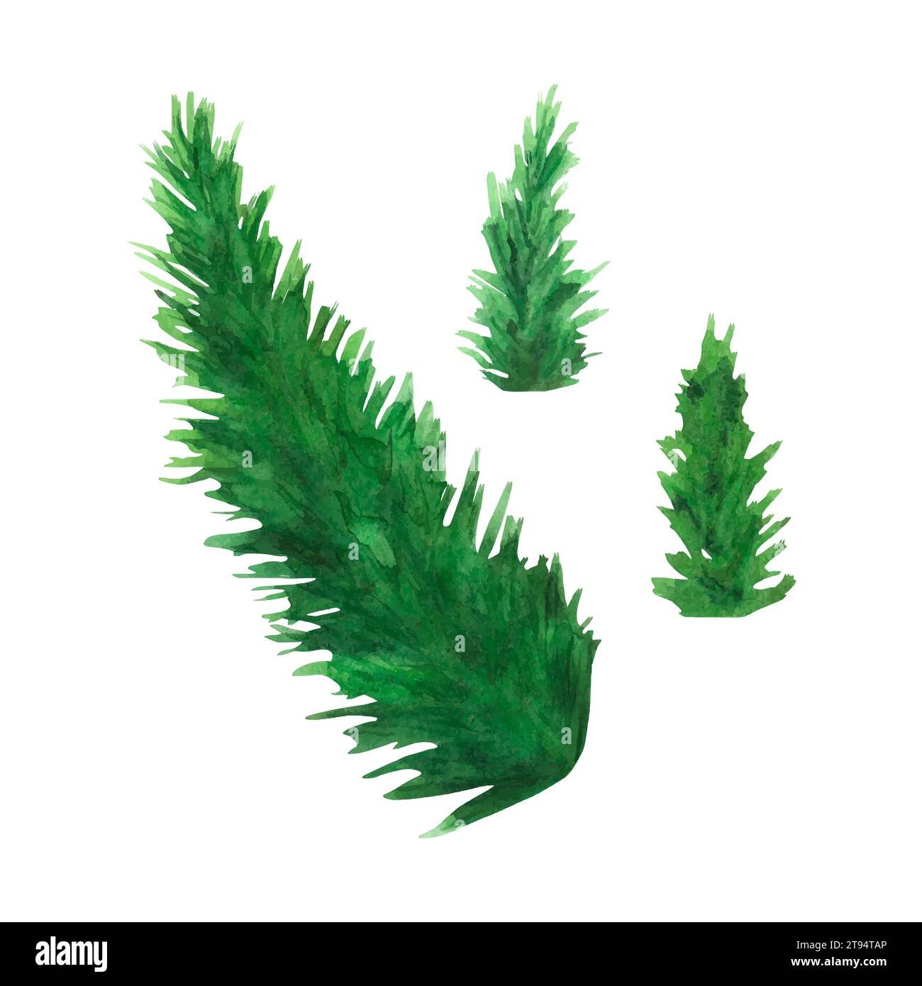 Aquarellabbildung Tannenzweige. Vektor. ClipArt für Winterferien, immergrüne Kiefernpartien. Weihnachten und Neujahr grüne Nadelbäume Pflanzenelemente isola Stock Vektor