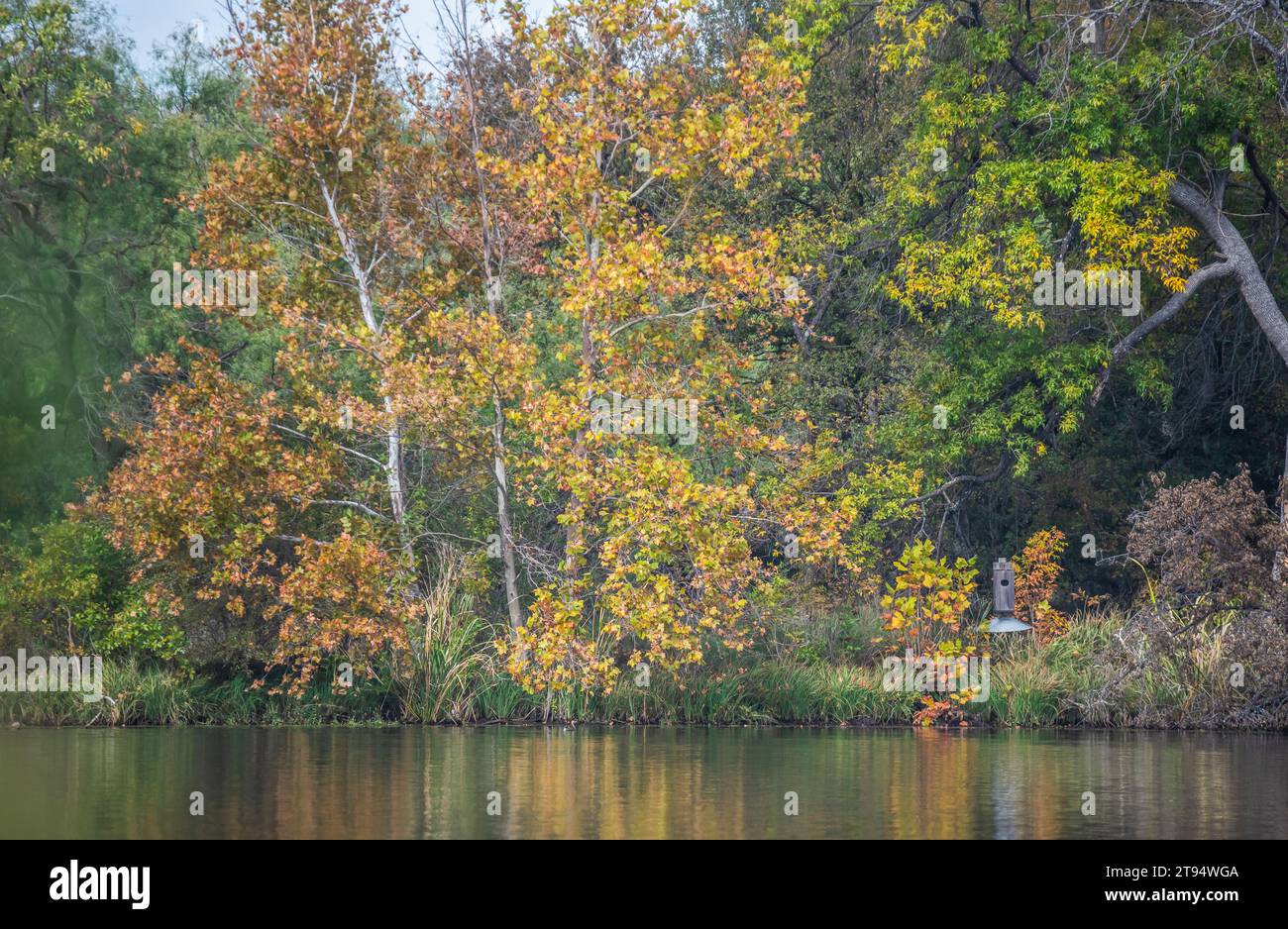 Wunderschöne Natur, wechselnde Jahreszeit, Herbstlaub mit Reflexion im Inks Lake State Park, Burnet, Texas, USA Stockfoto