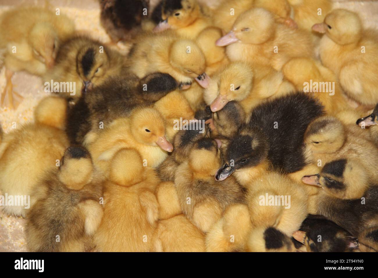Niedliche Babyenten stecken in einer Kiste fest, während sie im Verkauf sind, was mich so traurig macht Stockfoto