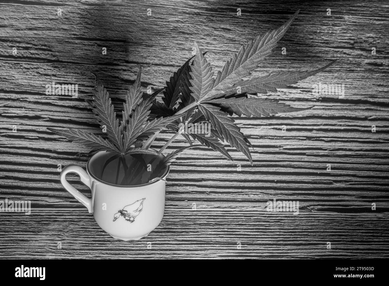 Junge Blätter französischer Kekse Varietät von Marihuana drinnen in Gänsebecher mit hölzernem Hintergrund Stockfoto