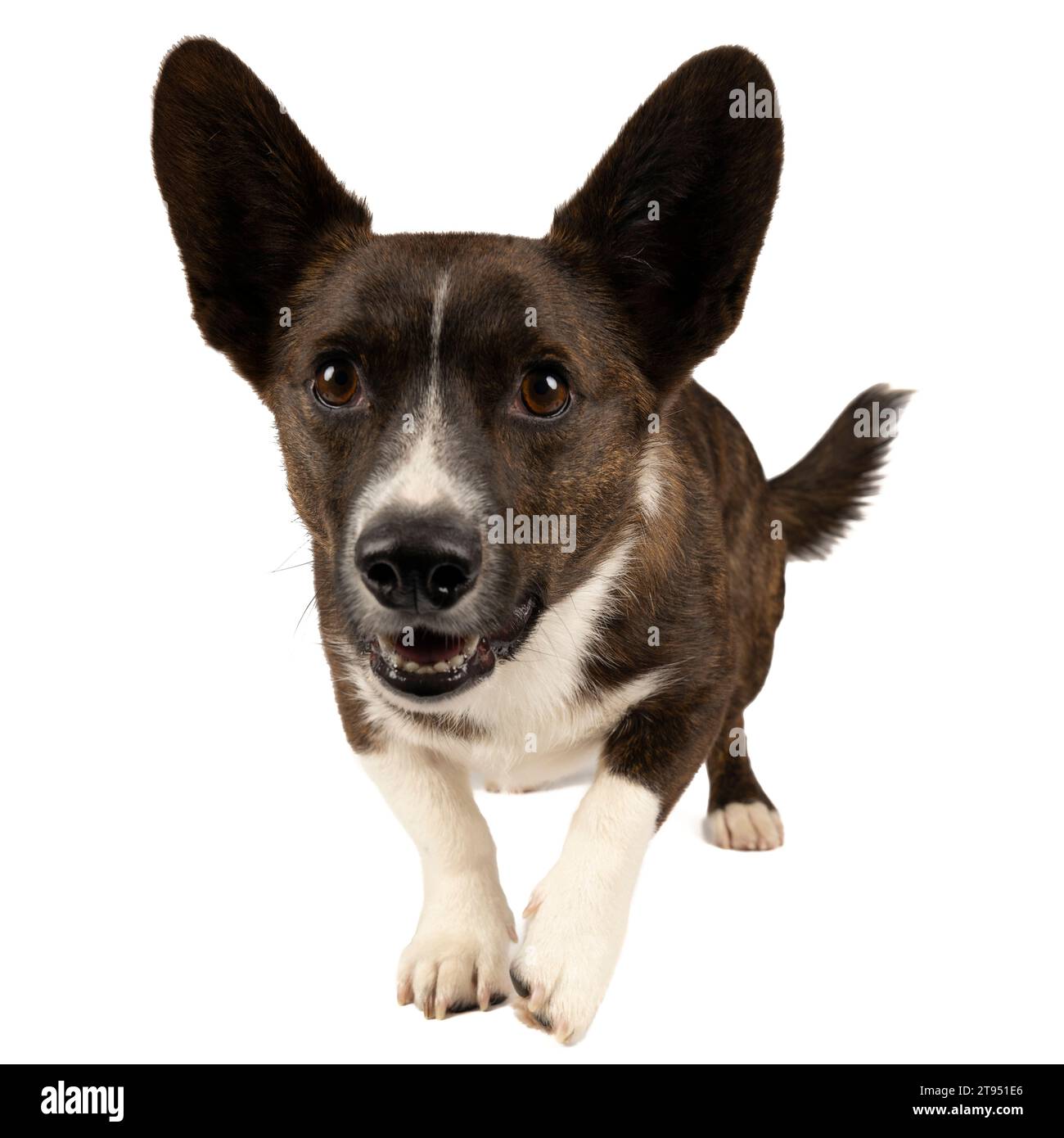 Männlicher Cardigan Corgi, der in weiß auf die Kamera zugeht Stockfoto