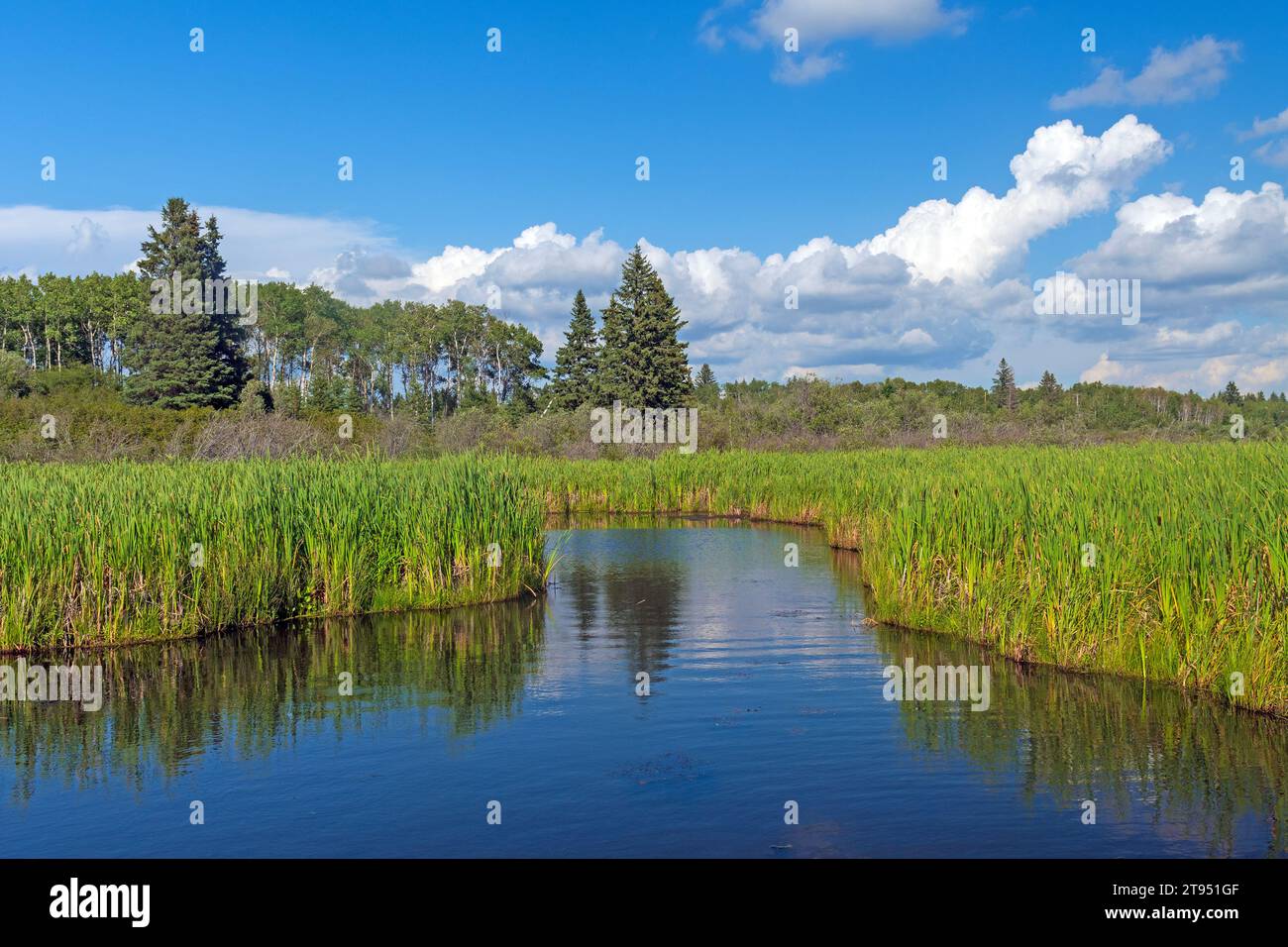 Quiet Channel im North Woods Marsh im Riding Mountain National Park in Manitoba Stockfoto