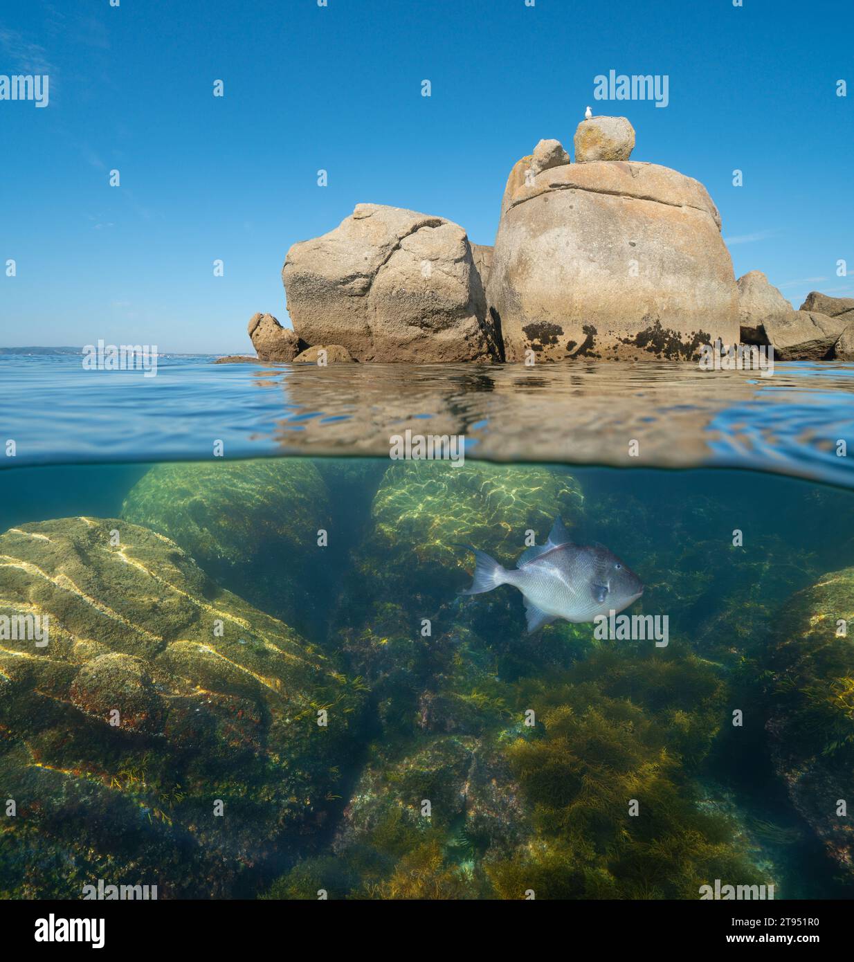 Die Felsbrocken im Atlantischen Ozean teilen den Blick über und unter der Wasseroberfläche, die Naturszene, Spanien, Galicien, Rias Baixas Stockfoto