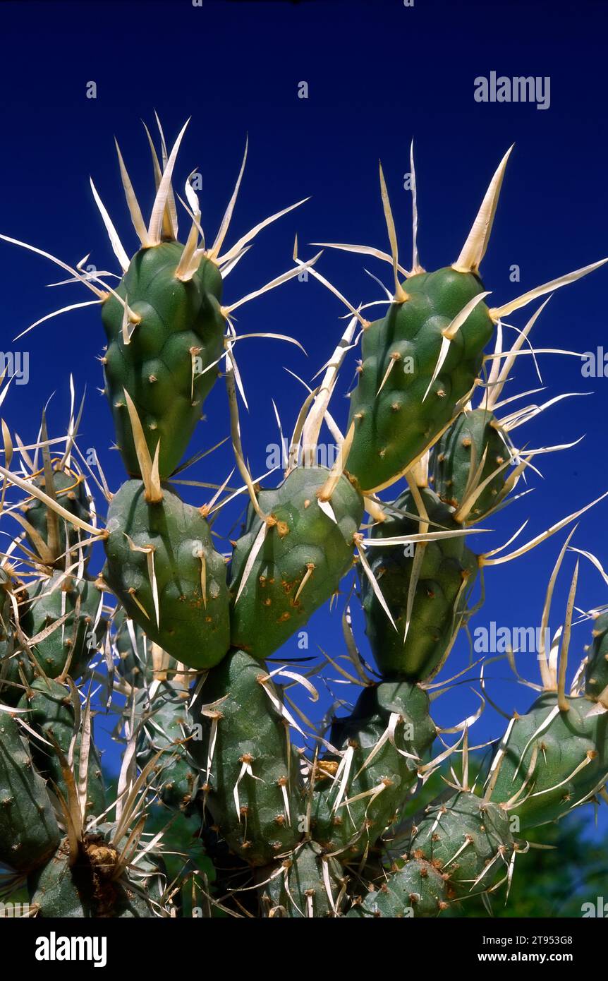 Papierkaktus (Tephrocactus articulatus; Opuntia diademata) Cactaceae. Ziersukkulente Pflanze. Ziersukkulente Pflanze. Seltener Kaktus. hallo Stockfoto
