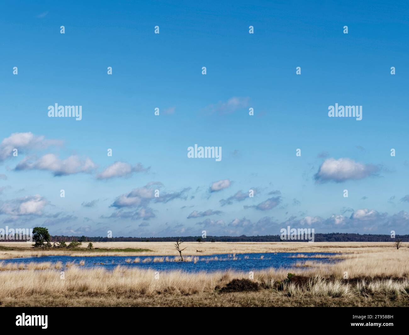 Untergetauchte Heidelandschaft, Niederlande, Gelderland, Hoge Veluwe Nationalpark, Deelen Stockfoto