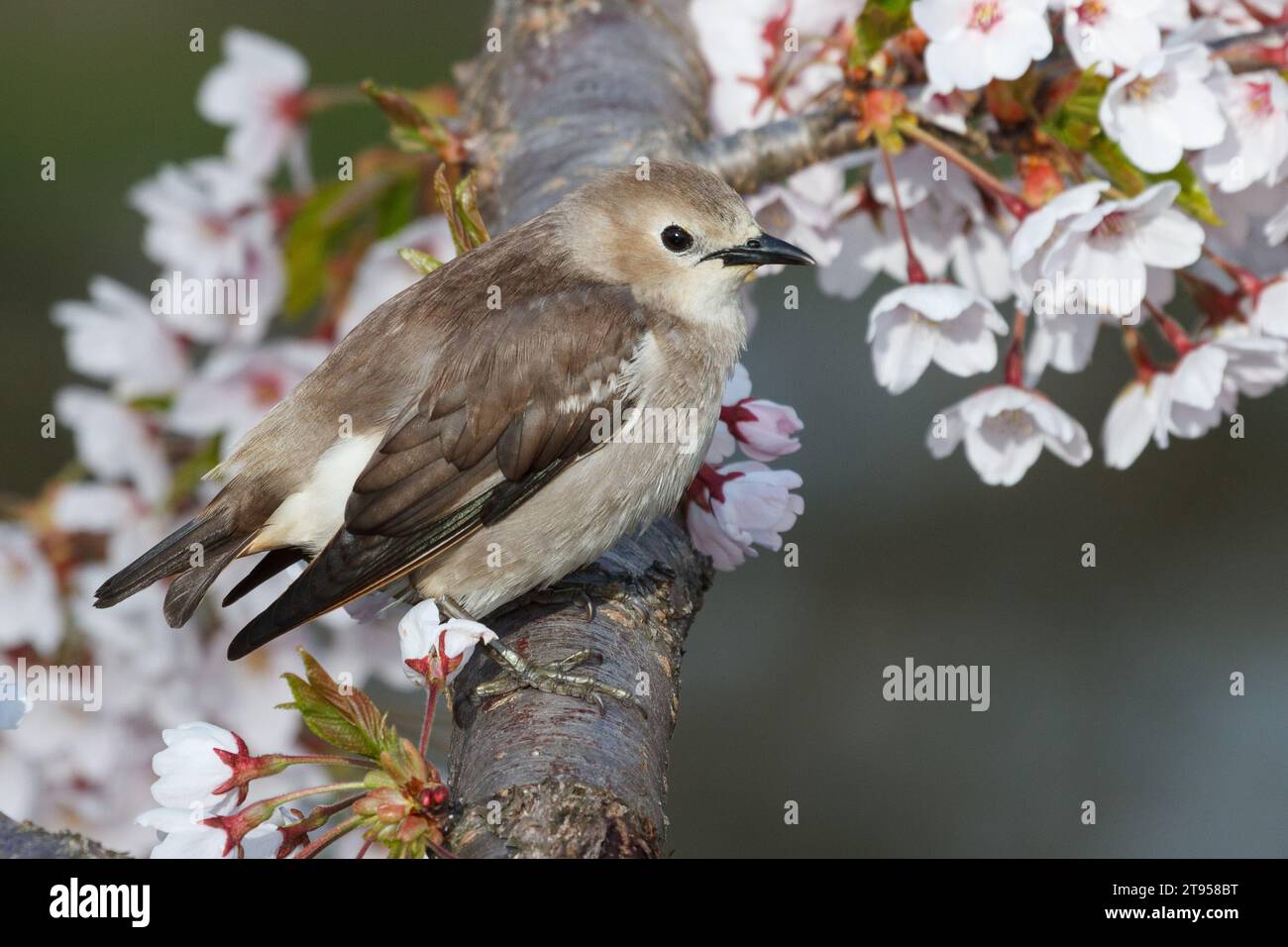 Kastanienwangen-Star (Agropsar philippensis), Weibchen, das auf einem blühenden Kirschblütenzweig sitzt, Seitenansicht, Japan, Hokkaido Stockfoto