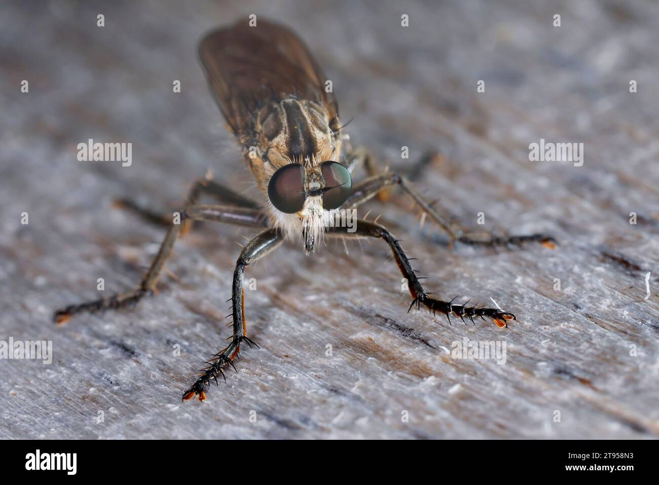 Dünenräuberfliege (Philonicus albiceps), weiblich, Deutschland Stockfoto