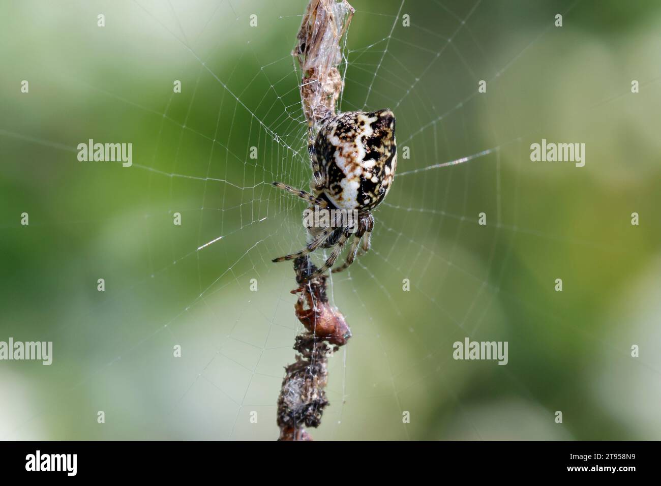 Trashline Orbweaver (Cyclosa conica), Weibchen mit Beute im Netz, dorsale Ansicht, Kroatien Stockfoto