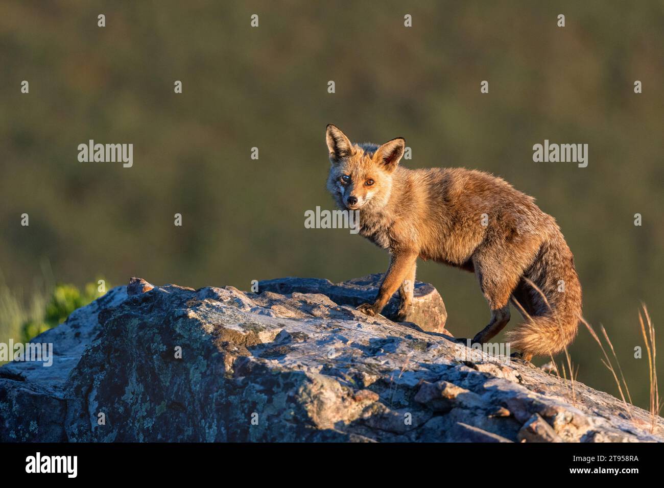 Rotfuchs (Vulpes vulpes), auf einem Felsen stehend, Spanien, Extremadura Stockfoto