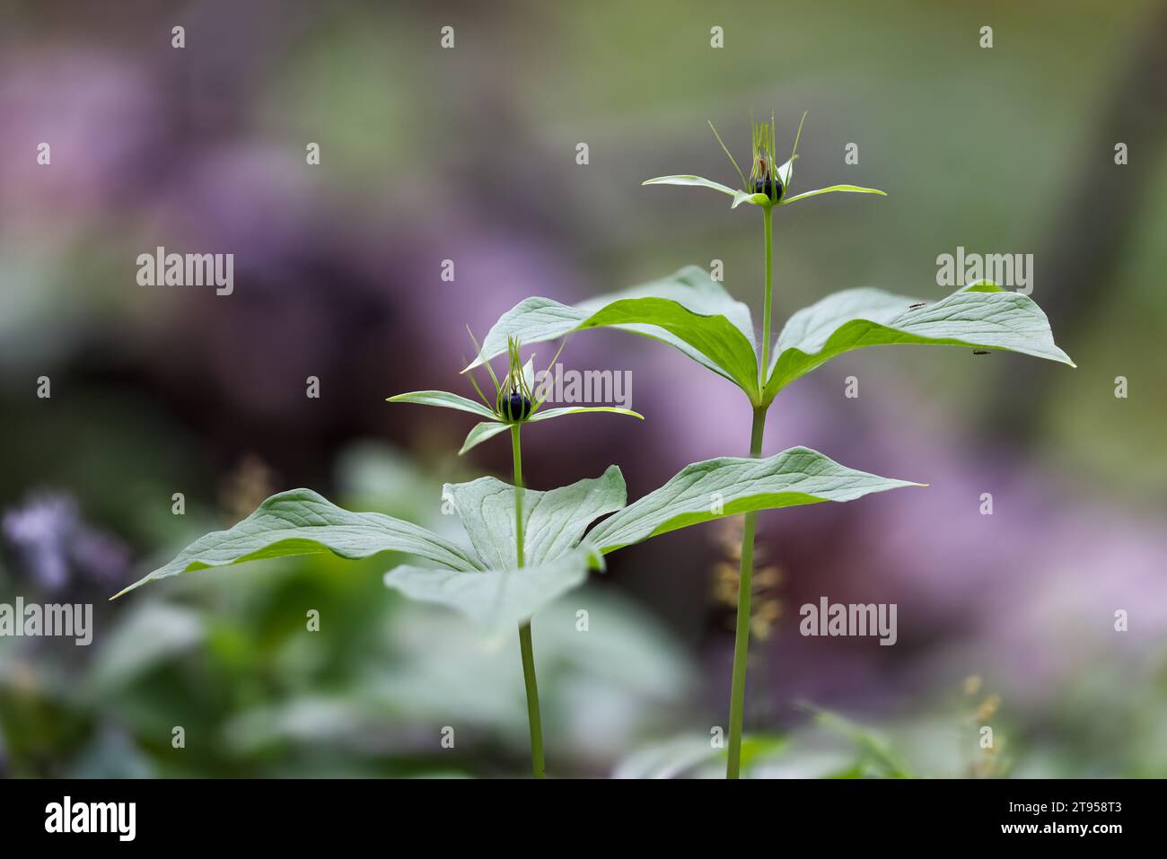 Herb Paris (Paris quadrifolia), blühend, Seitenansicht, Schweden, Vaesternorrland Stockfoto
