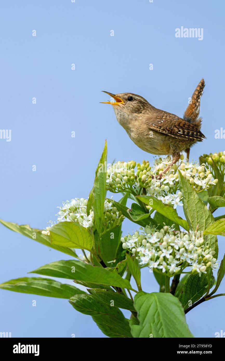 Eurasischer Zauner, nördlicher Zauner (Troglodytes troglodytes), singend männlich, Niederlande, Friesland, Makkum Stockfoto