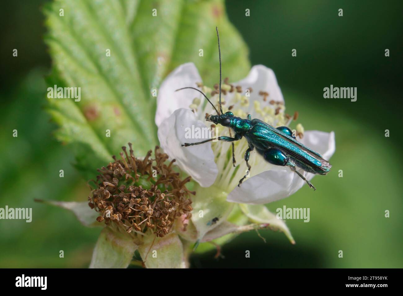 Falscher Ölkäfer, dickbeiniger Blumenkäfer, geschwollener Schenkenkäfer (Oedemera nobilis), Anwesenheit der brombeerblüten, Seitenansicht, Deutschland Stockfoto