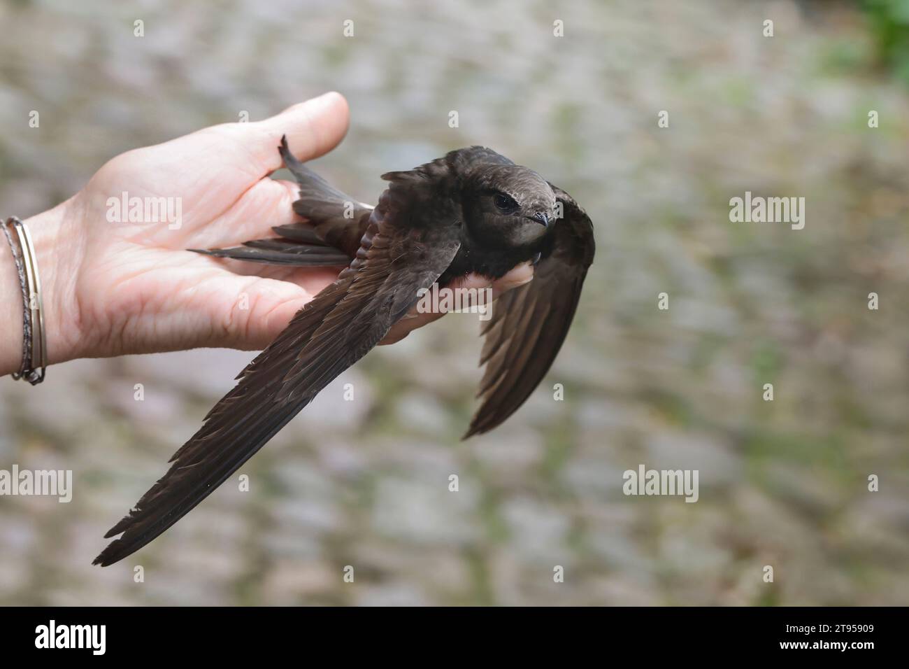 Eurasischer SWIFT (Apus apus), der in der Hand sitzt und Hilfe braucht, wird in die Wildnis entlassen, Deutschland Stockfoto