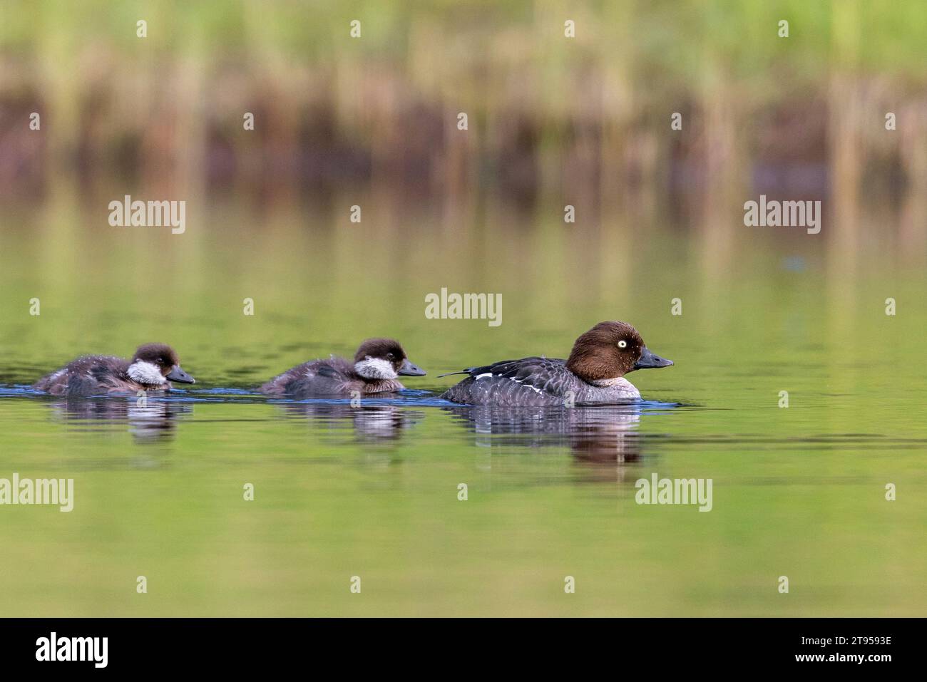 goldeneye, goldeneye Entlein (Bucephala clangula), Weibchen auf einem See mit zwei Küken, Schweden, Vaesternorrlands laen Stockfoto