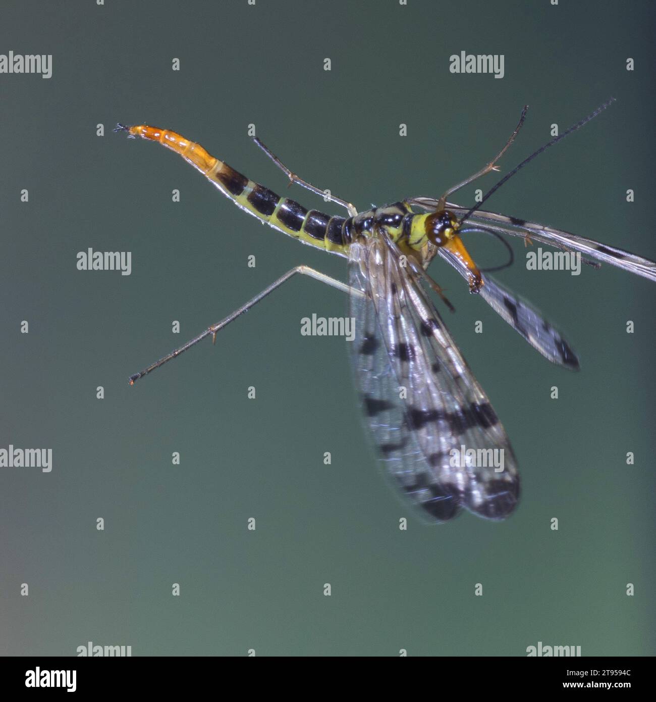 Gemeine Skorpionfliege (Panorpa communis), weiblich im Flug, Deutschland Stockfoto