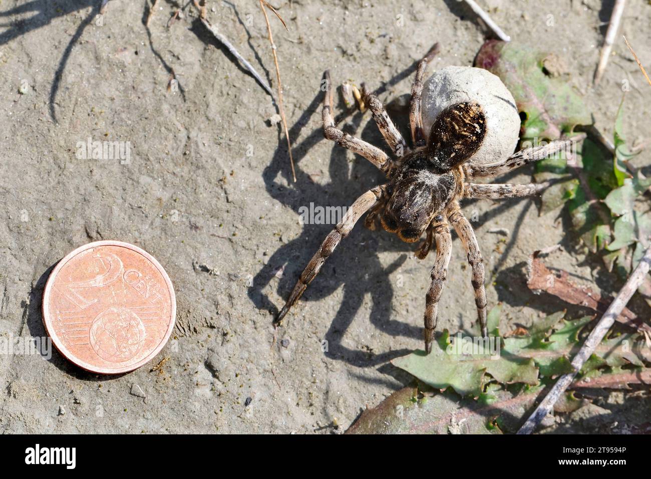 Tarantel-Geolycosa-vultuosa (Geolycosa vultuosa), weiblich mit Kokon, mit 2-Cent-Münze, Kroatien Stockfoto