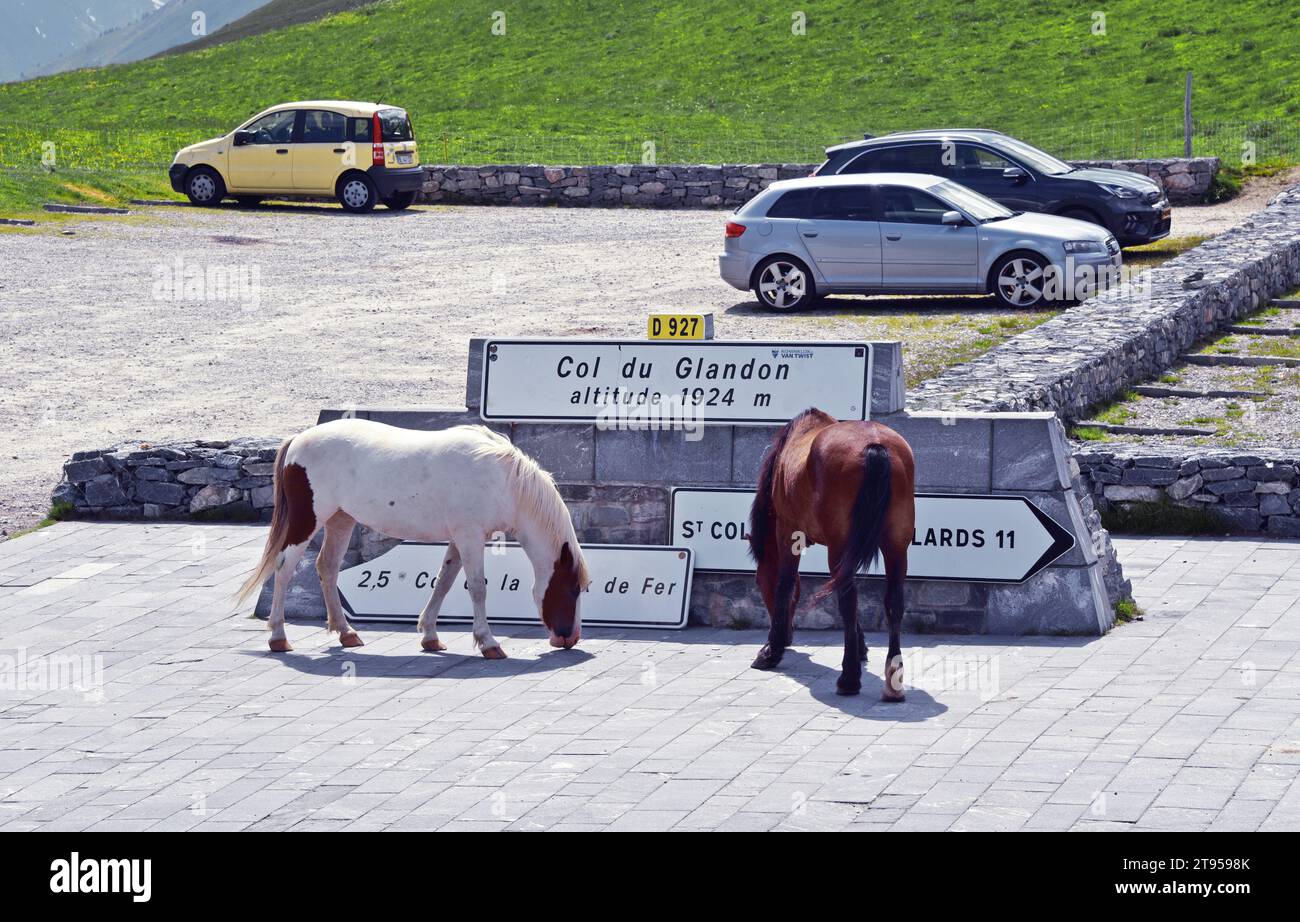 Pferde und Autos auf dem Parkplatz am Col du Glandon, Frankreich, Savoie, Maurienne Stockfoto