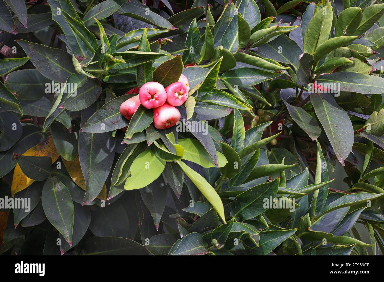 Wachsapfel, Java-Apfel, Semarang-Rosenapfel, Wachsjambu (Syzygium samarangense), Früchte auf einem Baum, Madeira Stockfoto