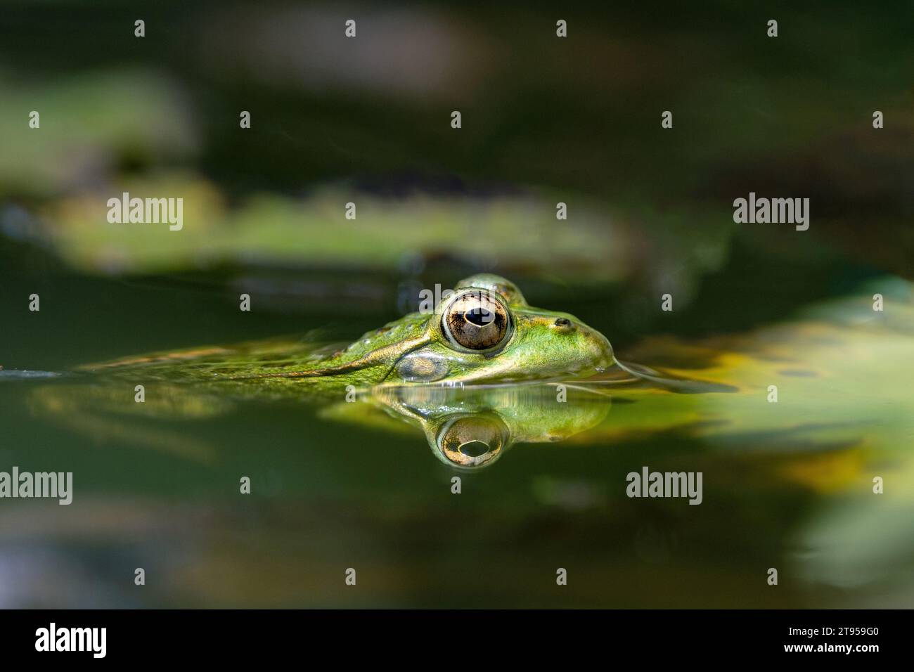 Coruna Frosch, Iberischer Wasserfrosch, Iberischer grüner Frosch, Perez-Frosch (Pelophylax perezi, Rana perezi, Rana ridibunda perezi), an der Wasseroberfläche, Stockfoto