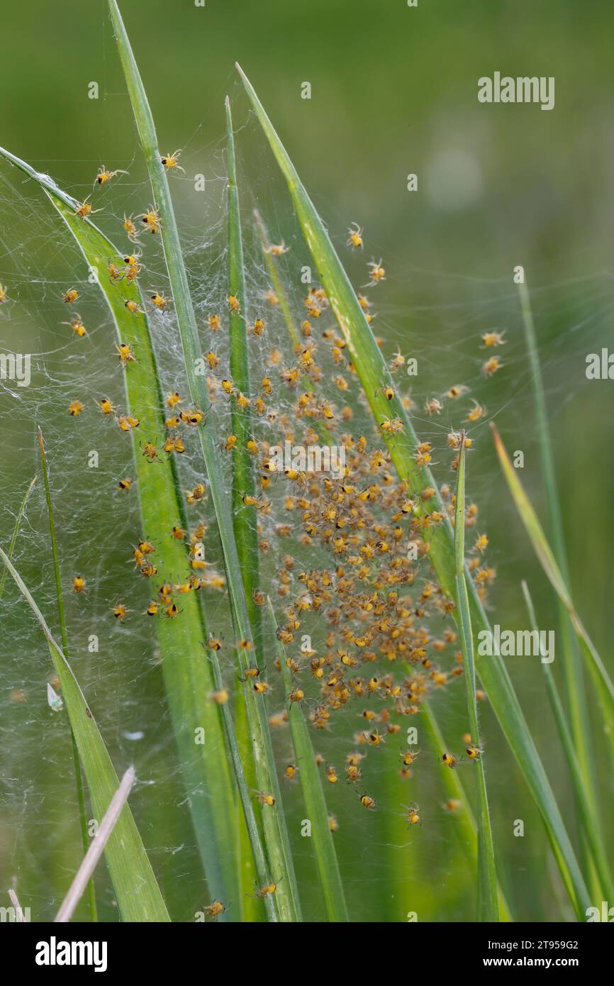 Kreuzspinnen, Europäische Gartenspinnen, Kreuzspinnen (Araneus diadematus), junge Spinnen im Netz, Deutschland Stockfoto