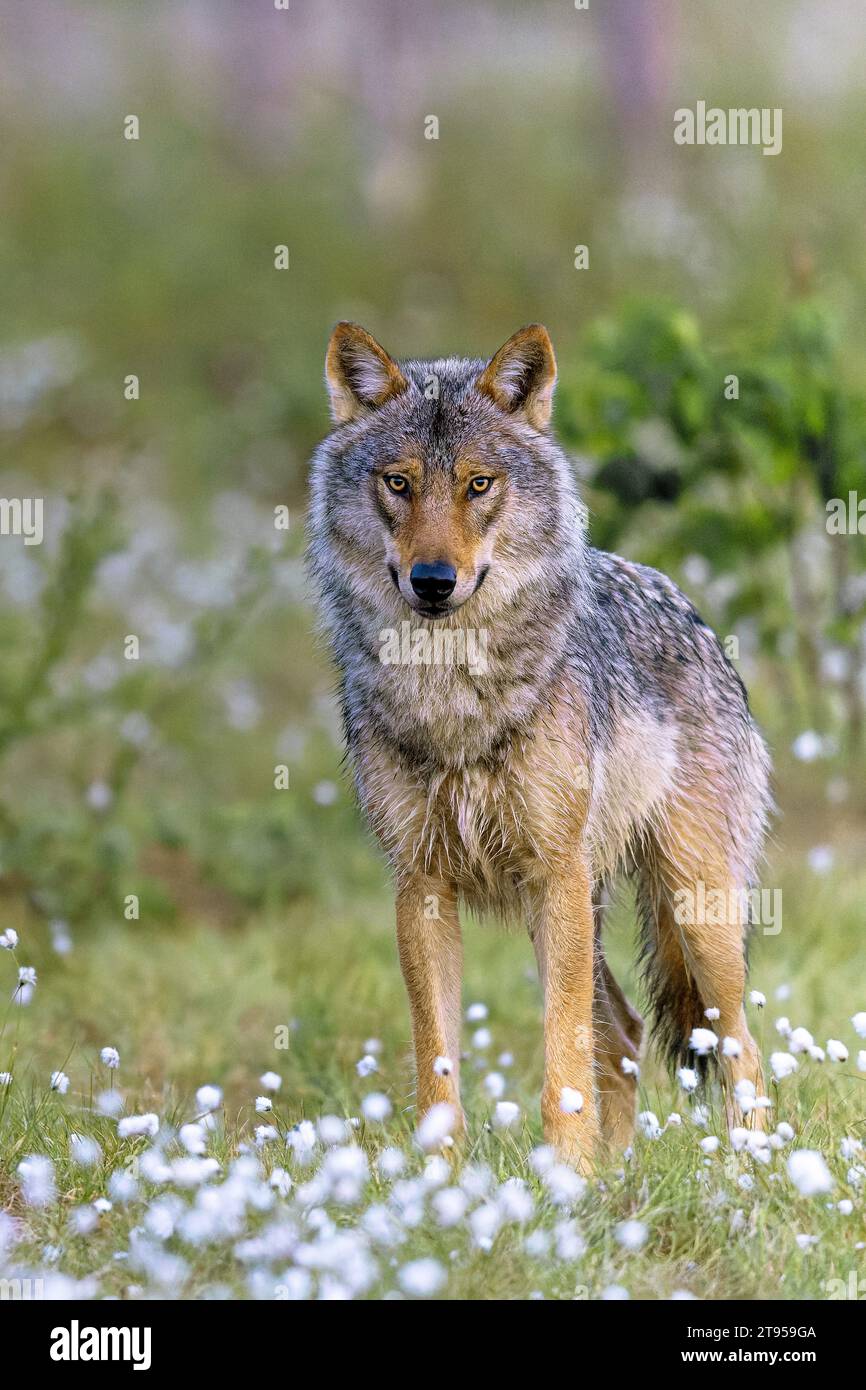 Europäischer Grauwolf (Canis Lupus Lupus), stehend im Sumpf mit Baumwollgras, Vorderansicht, Finnland, Kuhmo Stockfoto