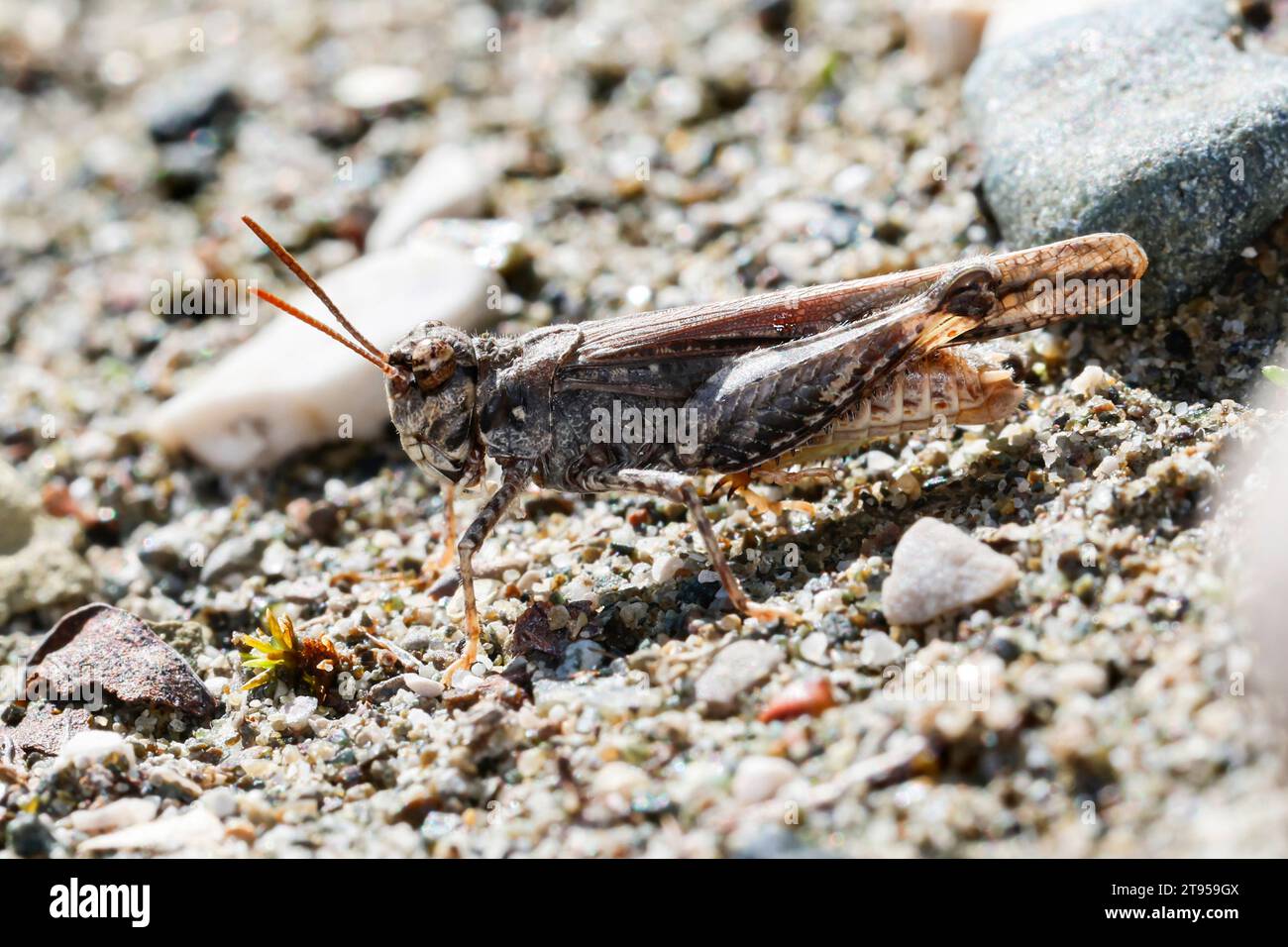 Gewöhnlicher Grabengrasshopper (Acrotylus insubricus), auf steinigem Boden, Seitenansicht, Kroatien Stockfoto