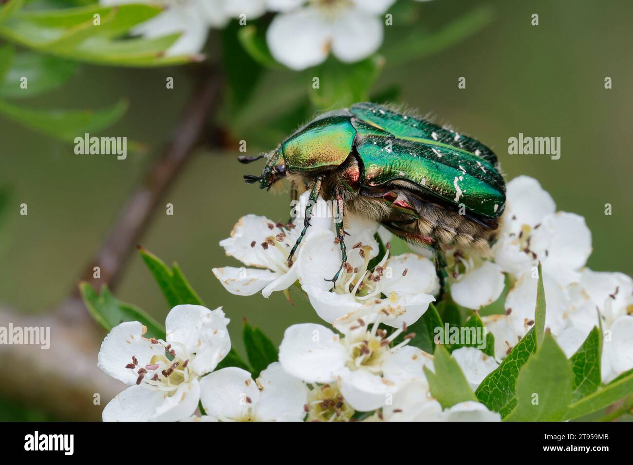 Rosenscheuer (Cetonia aurata), Blütenbesuch auf Weißdorn, Seitenansicht, Deutschland Stockfoto