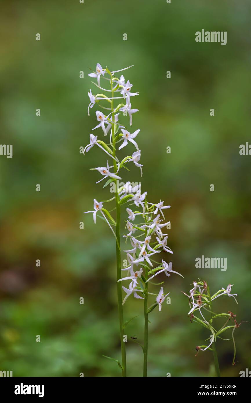 Kleiner Schmetterling-Orchidee, kleiner Schmetterling-Orchidee (Platanthera bifolia, Platanthera solstitialis, Lysias bifolia), blühend, Schweden, Vaesternorrland Stockfoto