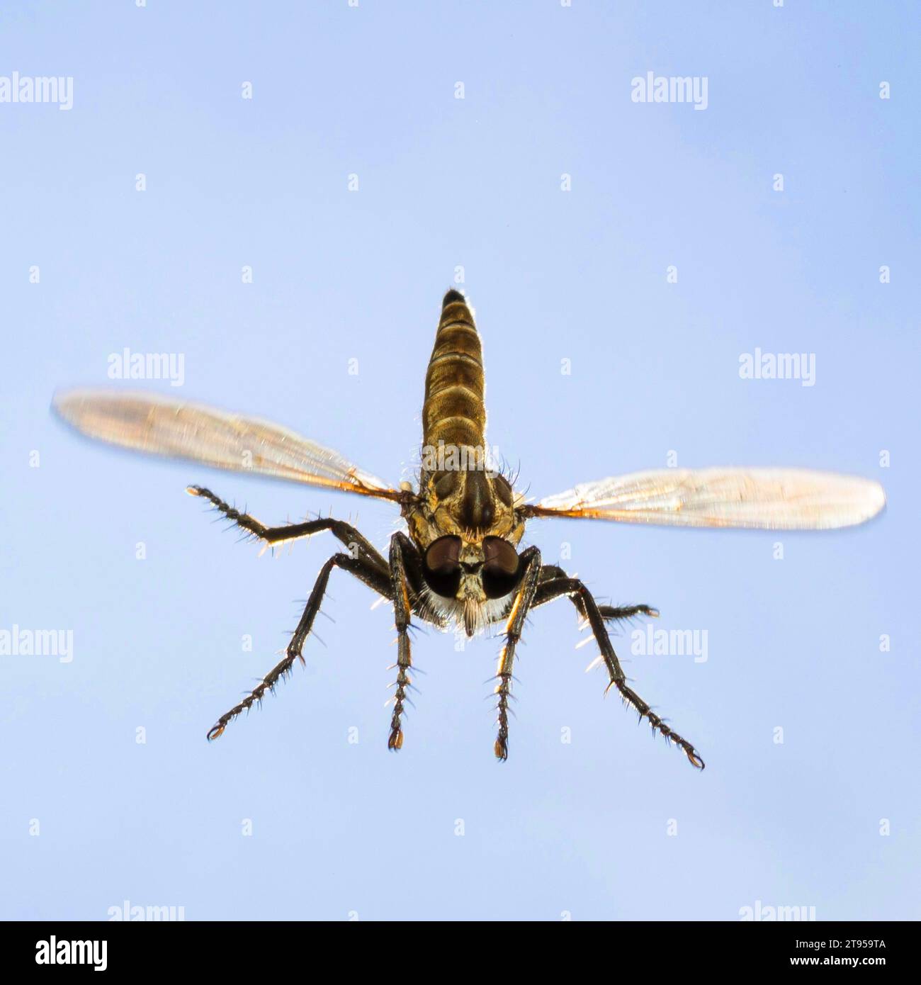 Dünenräuber Fly (Philonicus albiceps), weiblich im Flug, Deutschland Stockfoto