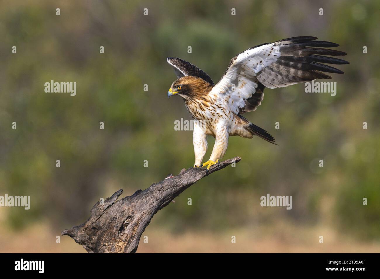 Stiefeladler (Hieraaetus pennatus, Aquila pennata), leichte Morphlandung auf einem toten Baum, Seitenansicht, Spanien, Extremadura Stockfoto