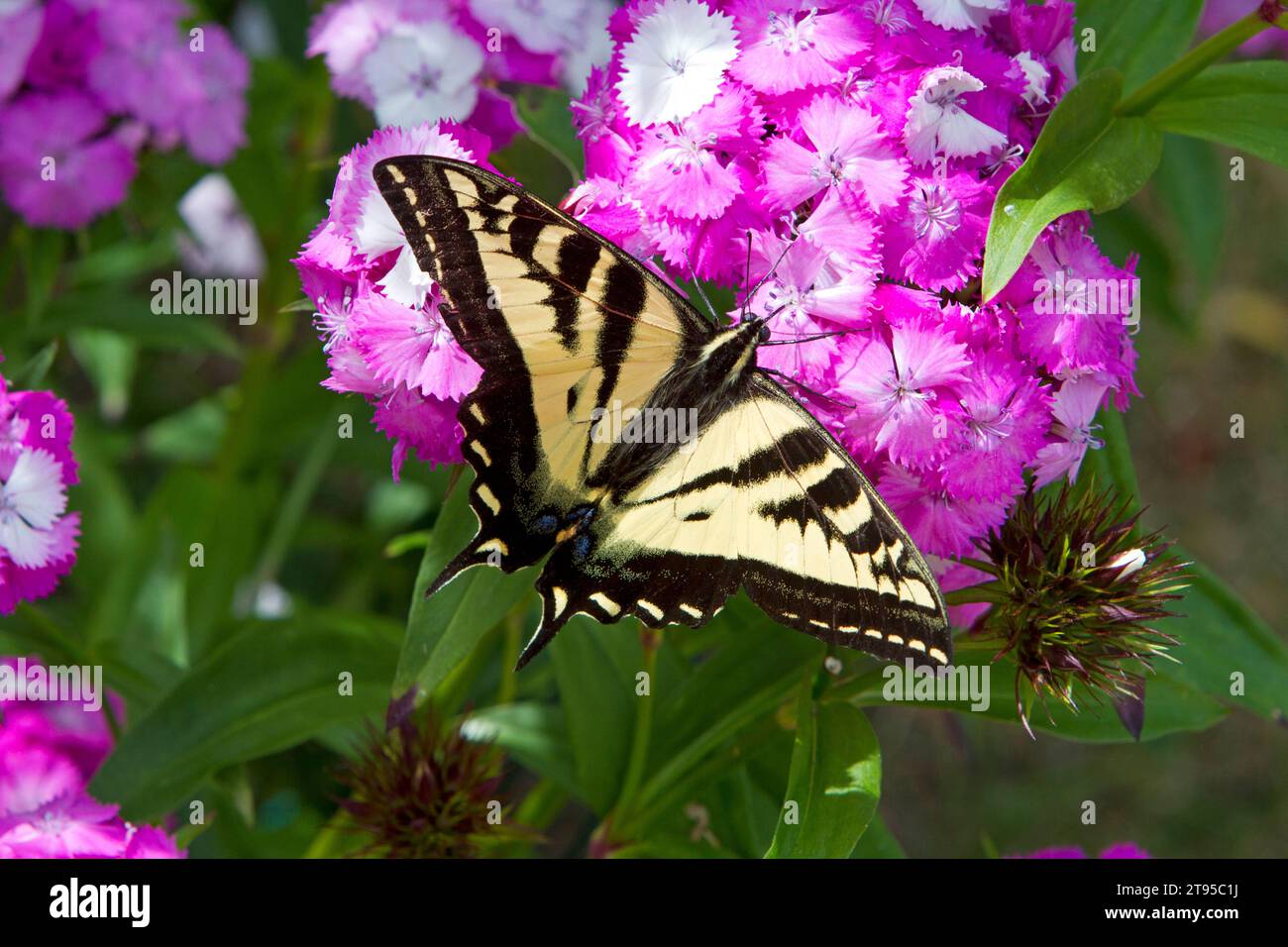 Westlicher Tiger-Schwalbenschwanz (Papilio rutulus)-Schmetterling, der eine süße William-Blüte (Dianthus barbatus) im Garten in Nanaimo, BC, Kanada bestäubt Stockfoto