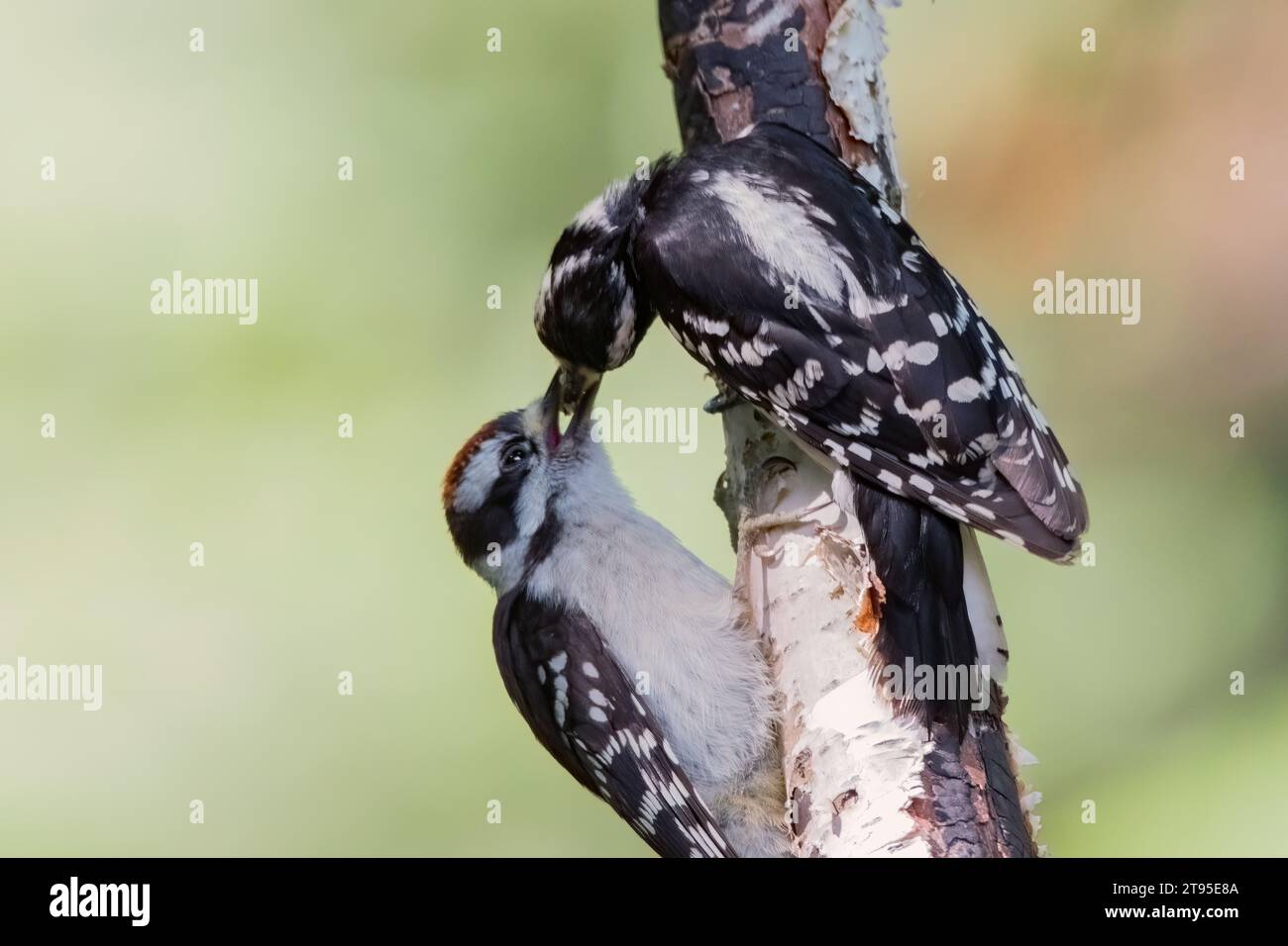 Close up Downy Woodpecker (Picoides pubescens) Fütterung junger Jungvögel auf Birkenbaum mit verschwommenem Hintergrund im Norden von Minnesota USA Stockfoto