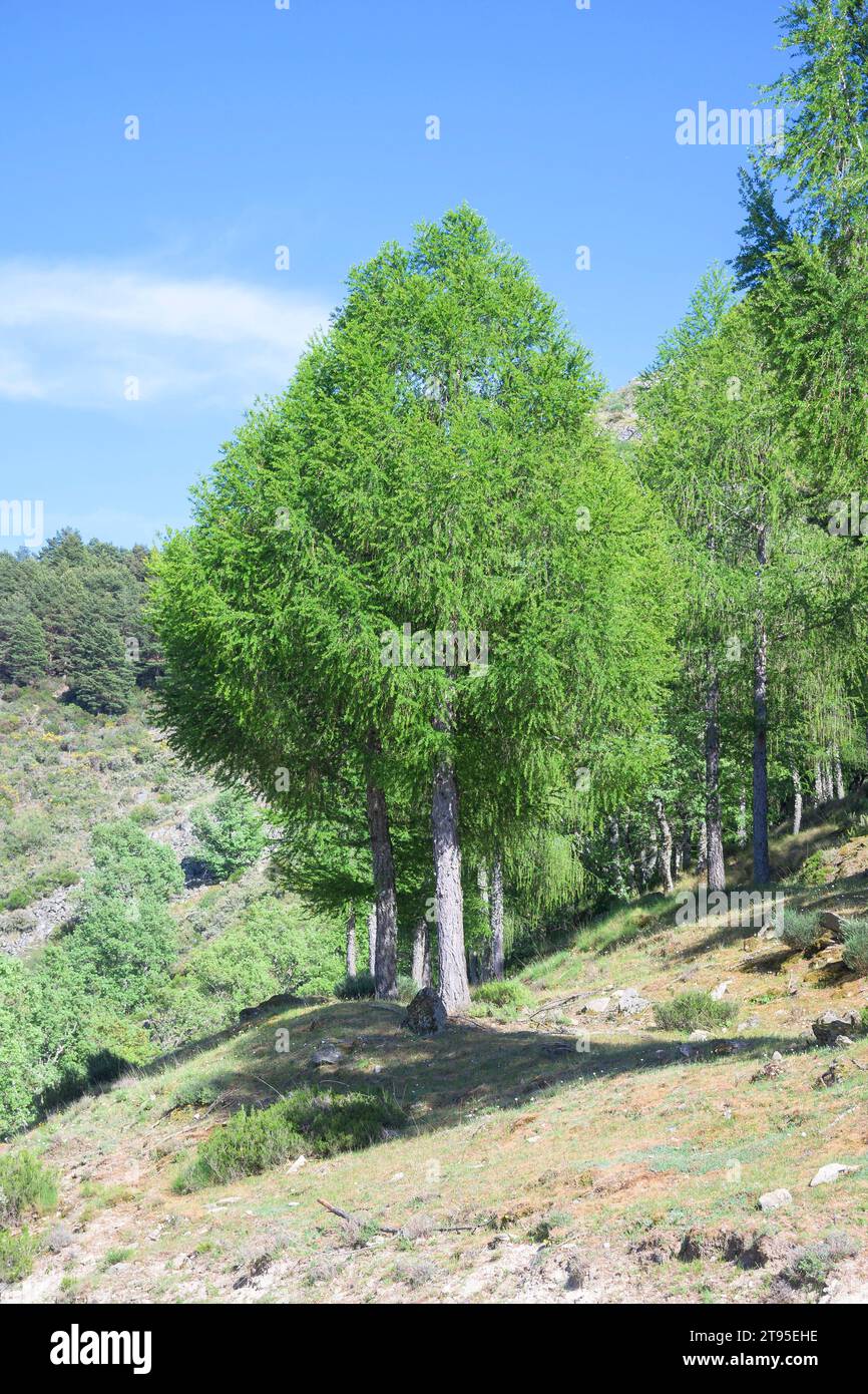 Grüne Abys-Tannen im wiederbesiedelten Berg Extremadura senkrecht Stockfoto
