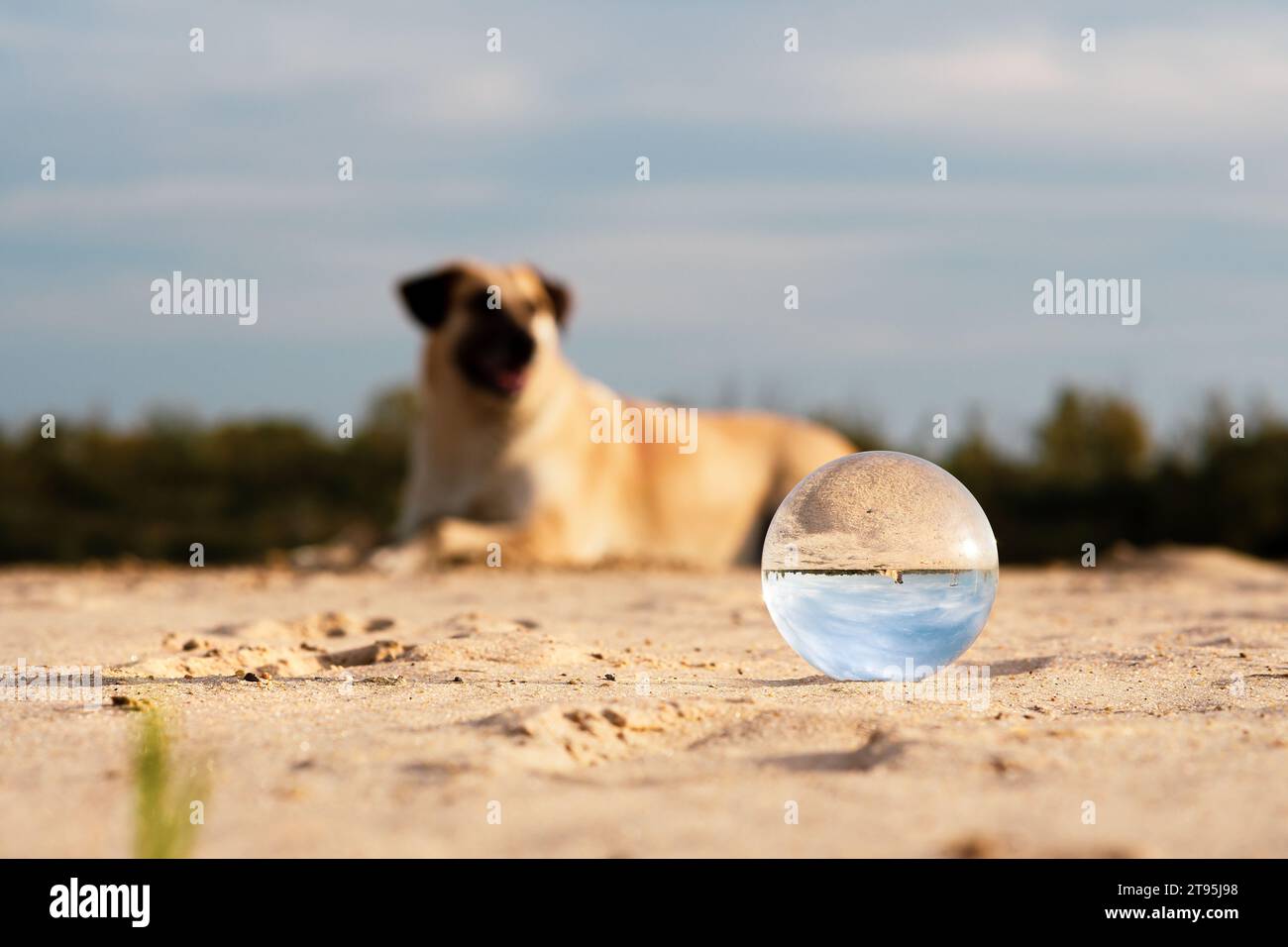 Porträt eines schönen Hundes Stockfoto