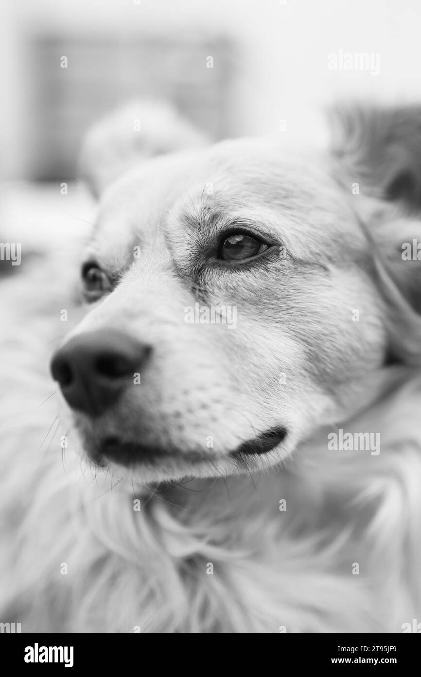 Porträt eines schönen Hundes Stockfoto