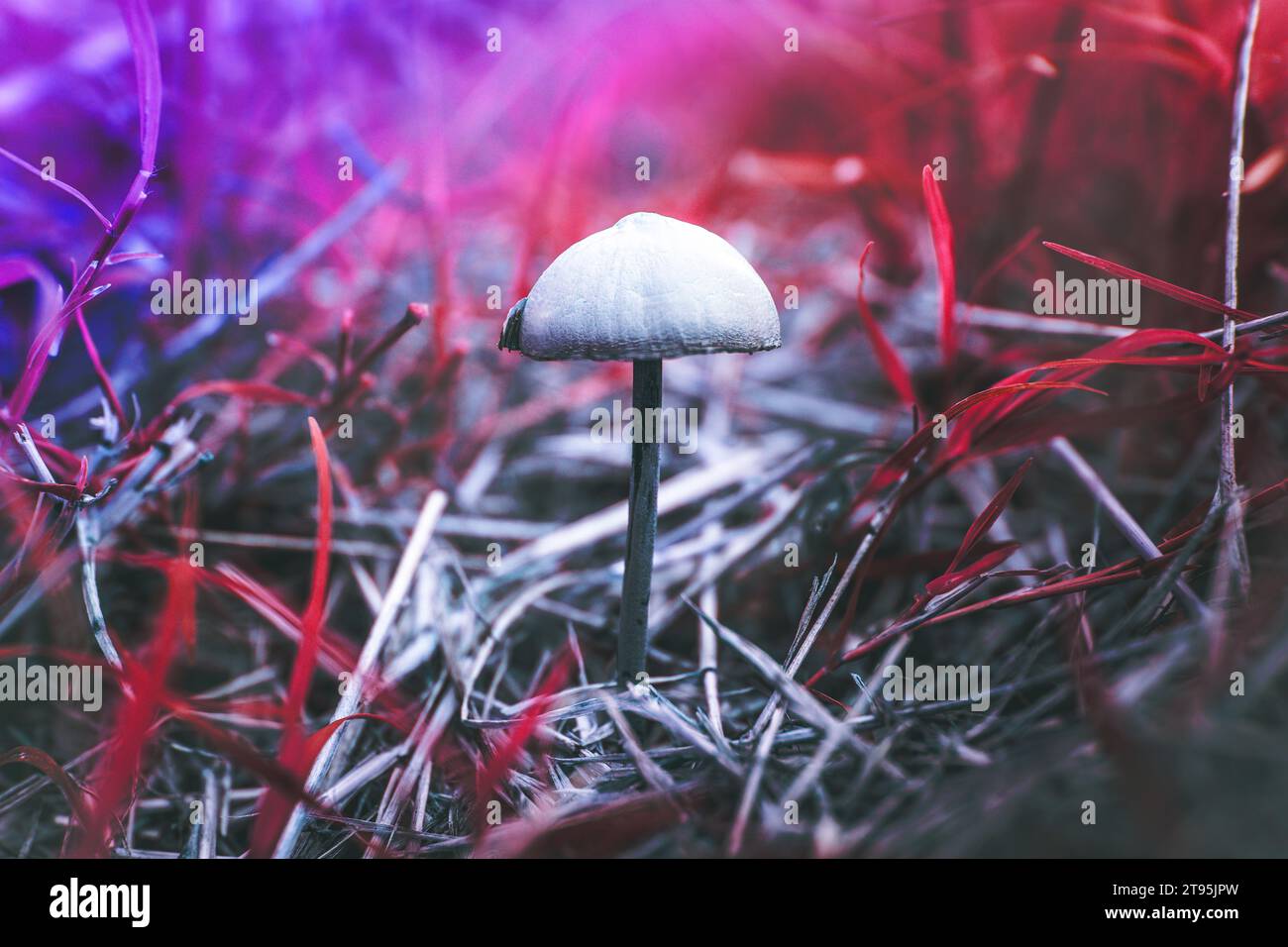 Foto von Pilzen unter den Unkräutern Stockfoto