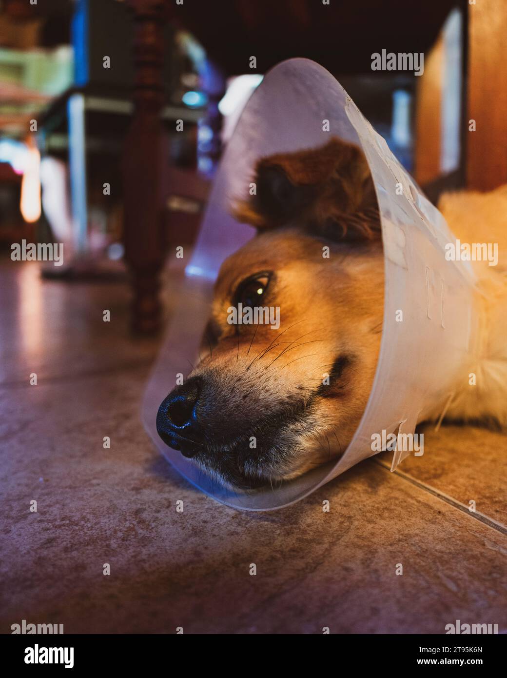 Liegender Hund mit elisabethanischem Kragen Stockfoto