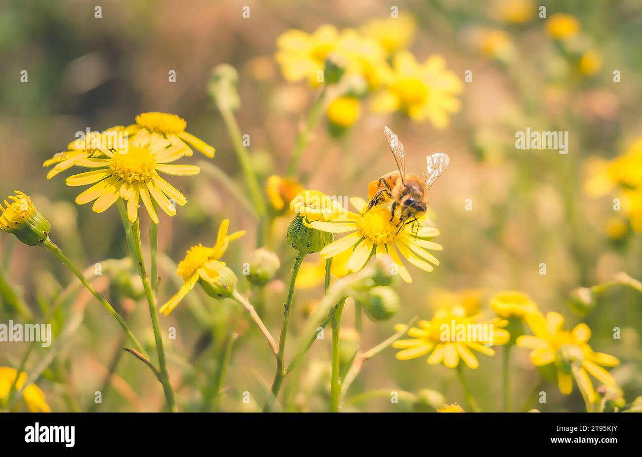 Biene posiert auf gelben Blumen Stockfoto