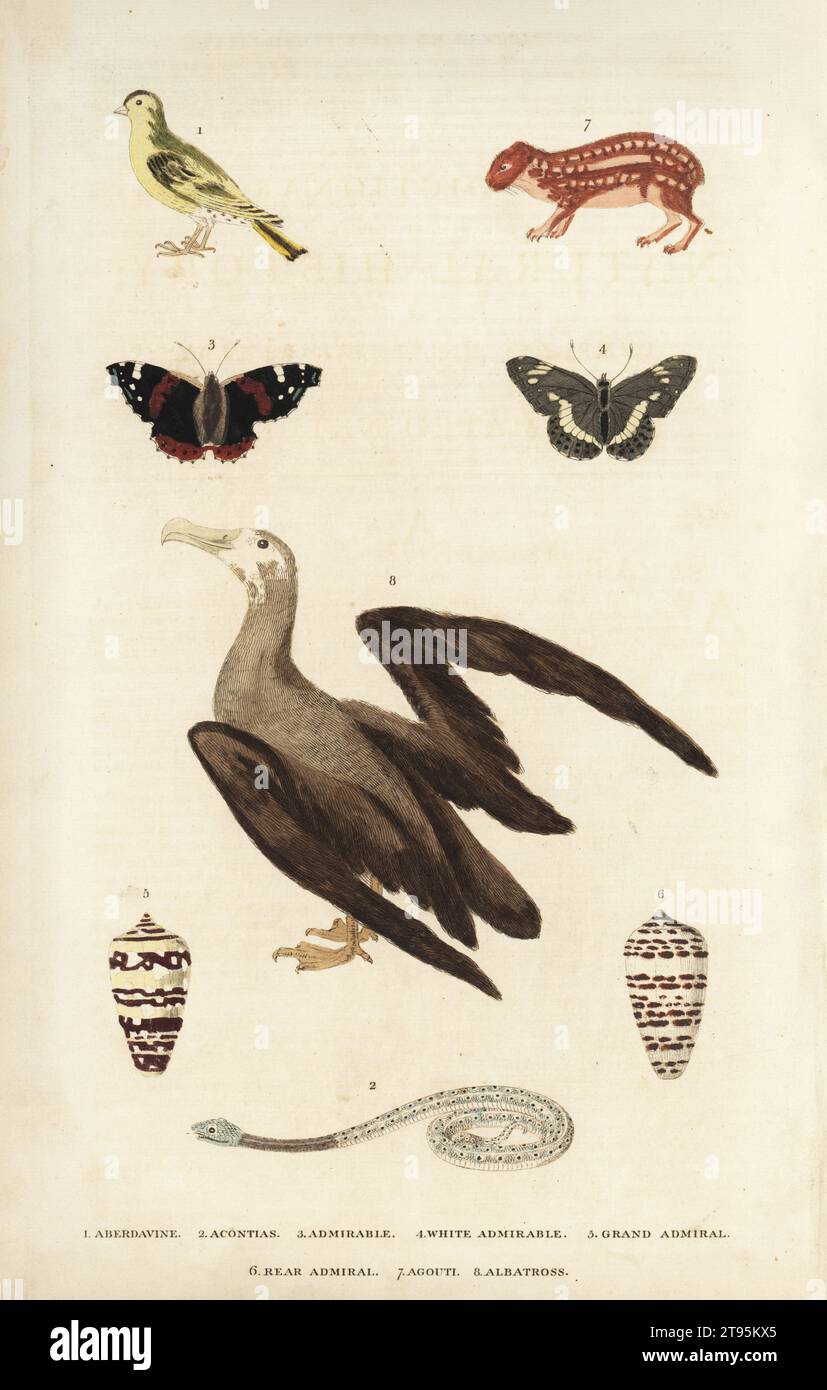 Aberdavine oder Siskin finch 1, Acontias 2, bewundernswerte Schmetterlinge 3, weiße bewundernswerte 4, Granaadmiral Shell 5, Hinteradmiral 6, Agouti 7 und Albatros 8. Handkolorierter Kupferstich von Moses Harris aus William Frederic Martyn’s A New Dictionary of Natural History, Harrison, London, 1785. Pseudonym von William Fordyce Mavor, schottischer Priester, Lehrer und Schriftsteller, 1758-1837. Stockfoto