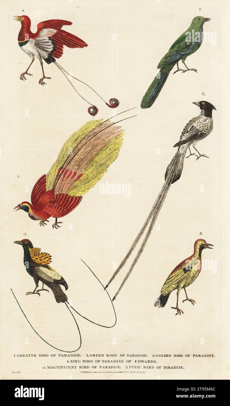 Großer Paradiesvogel, Paradisaea apoda 1, grüner Paradiesvogel 2, Flammenbowerbird, Sericulus ardens 3, Königsvogel des Paradieses von Edwards, Cicinnurus regius 4, prächtiger Paradiesvogel, Cicinnurus Magnius 5, und indischer Paradiesfänger, Terpsiphon paradisi 6. Handkolorierter Kupferstich von Moses Harris aus William Frederic Martyn’s A New Dictionary of Natural History, Harrison, London, 1785. Pseudonym von William Fordyce Mavor, schottischer Priester, Lehrer und Schriftsteller, 1758-1837. Stockfoto