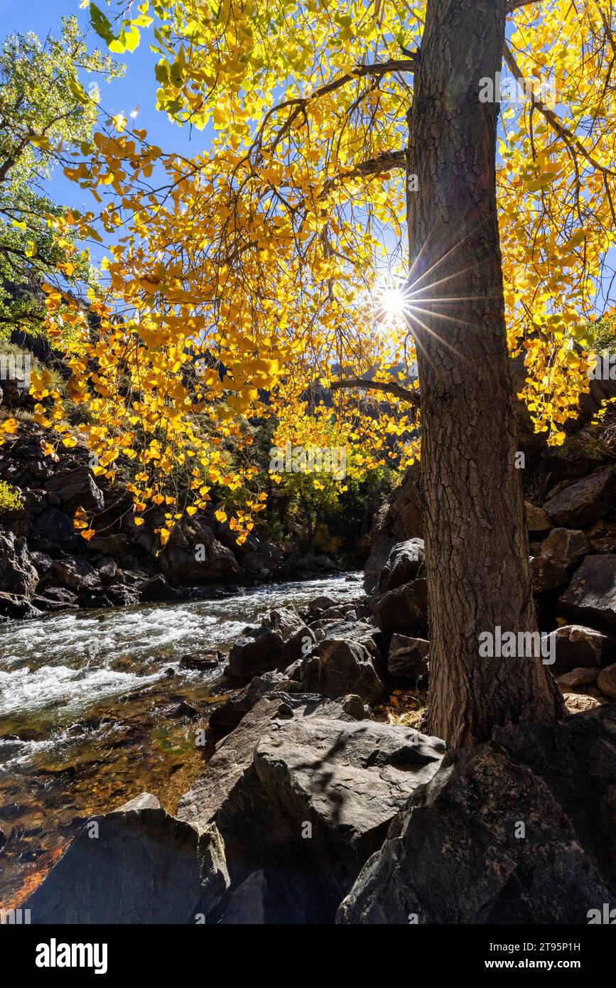 Leuchtende Herbstfarben am Clear Creek im Herbst – Golden, Colorado, USA Stockfoto