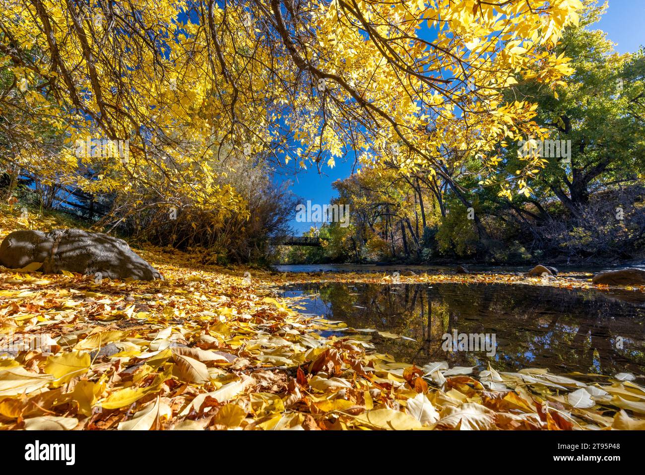 Leuchtende Herbstfarben am Clear Creek im Herbst – Golden, Colorado, USA Stockfoto