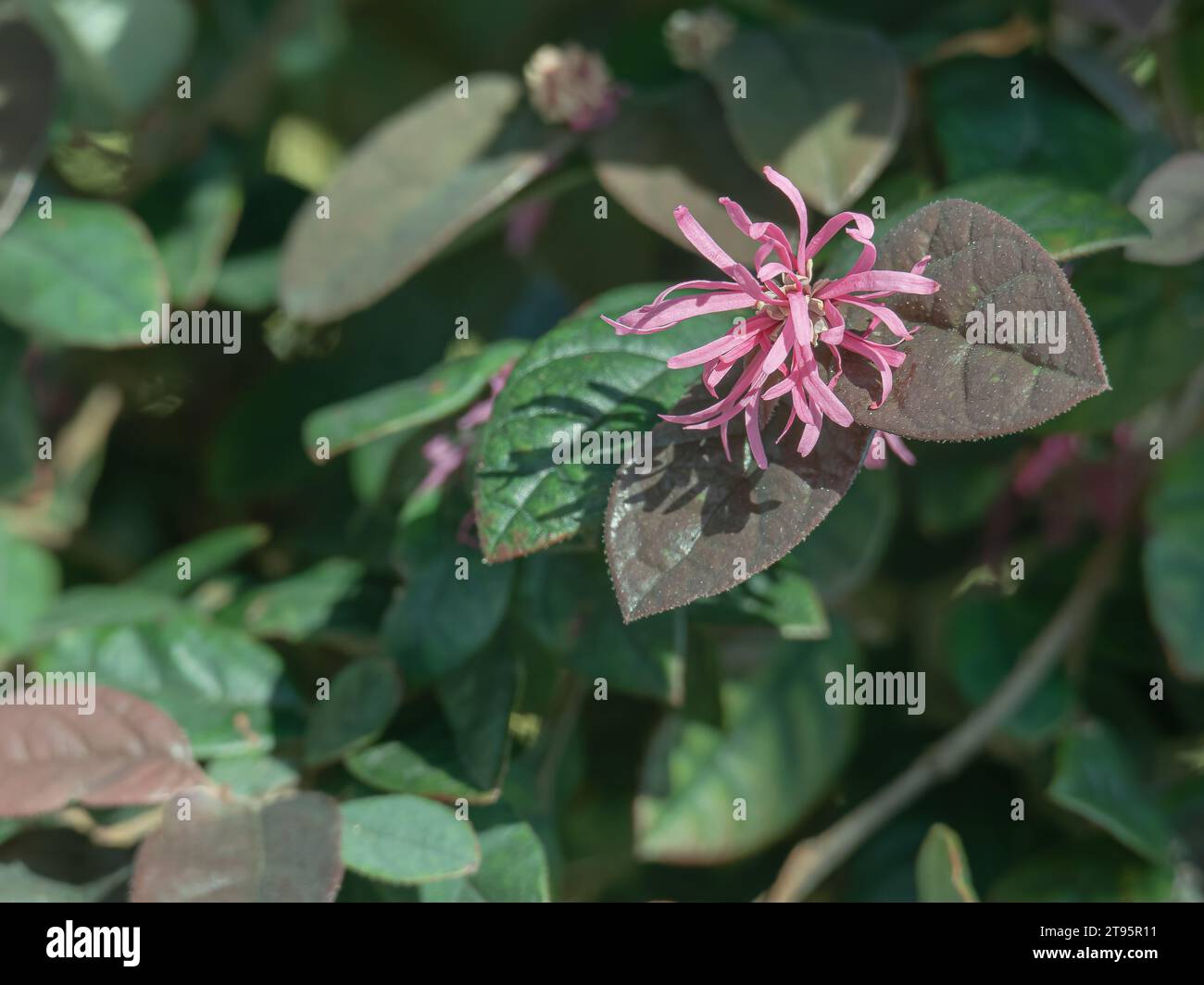Loropetalum chinesische Pflanze in Blüte aus nächster Nähe mit Sonnenlicht im Freien Stockfoto
