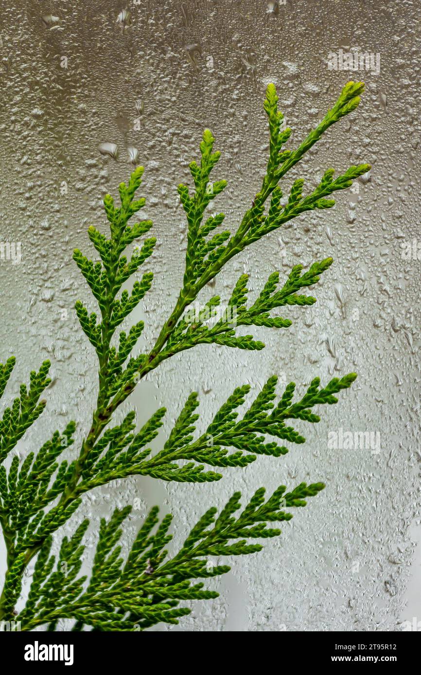 WESTERN Redcedar, Thuja plicata, Nadeln auf einer Fensterscheibe, nachdem der Frost geschmolzen ist, Olympic Peninsula, Washington State, USA Stockfoto