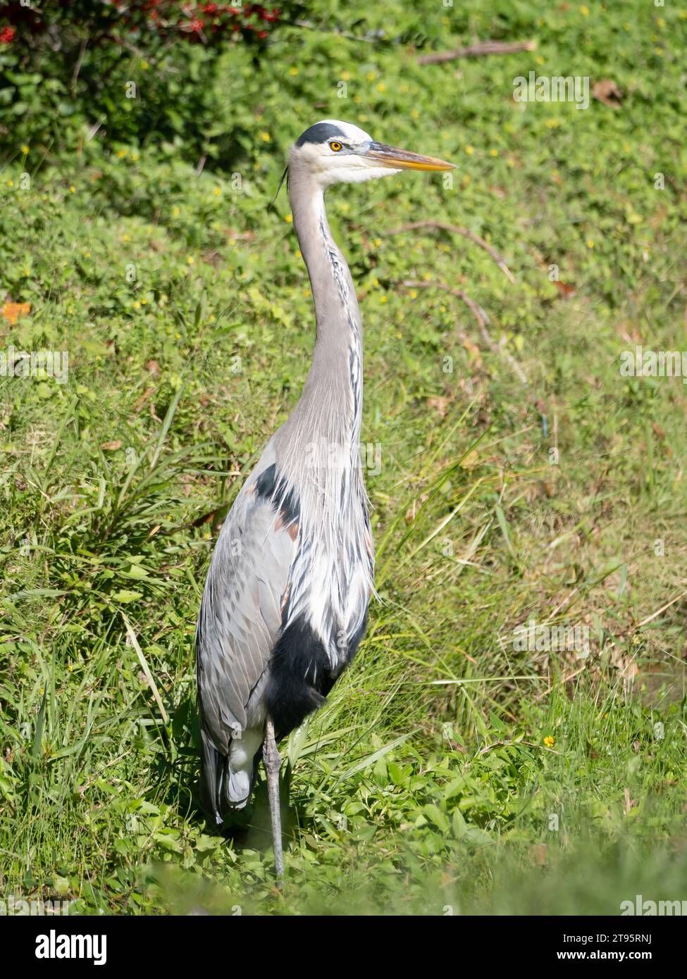 Nahaufnahme eines sonnendurchfluteten blauen Reihers, der im Profil eines üppigen, grünen Feuchtgebiets steht. Fotografiert in Texas. Stockfoto