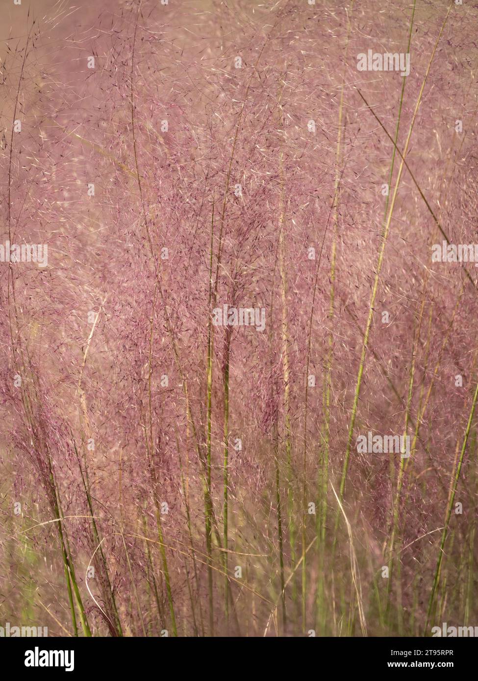 Augenhöhe Nahaufnahme von windgeblasenem rosa muhly Gras mit grünen Stielen und rosa und malvenfarbenen Blüten. Stockfoto