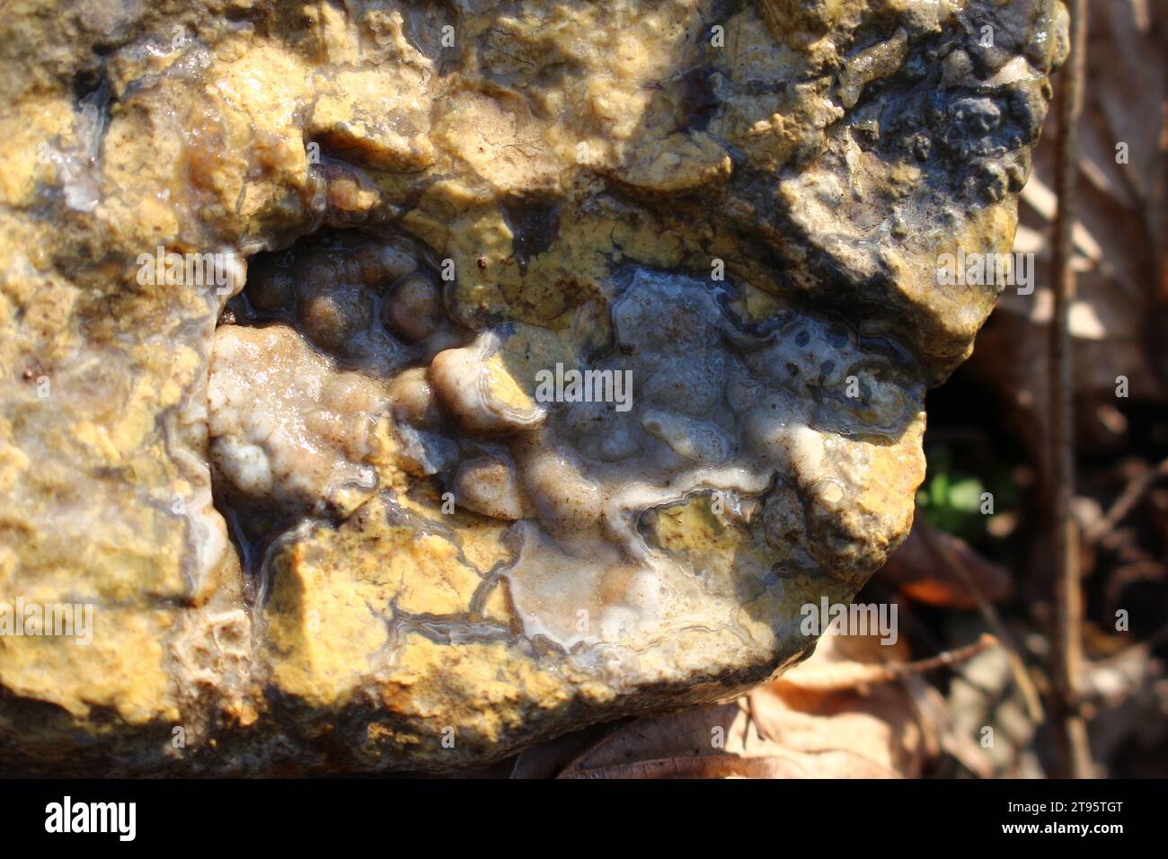 Muster auf feuchtem Stein, Feuerstein mit Quarz- und Chalzedonadern Stockfoto